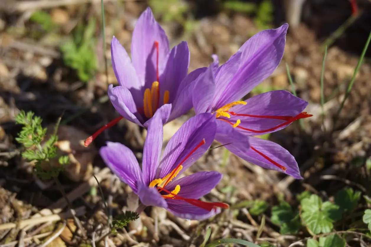Persian Saffron
